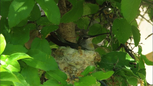 Black-chinned Hummingbird - ML464656