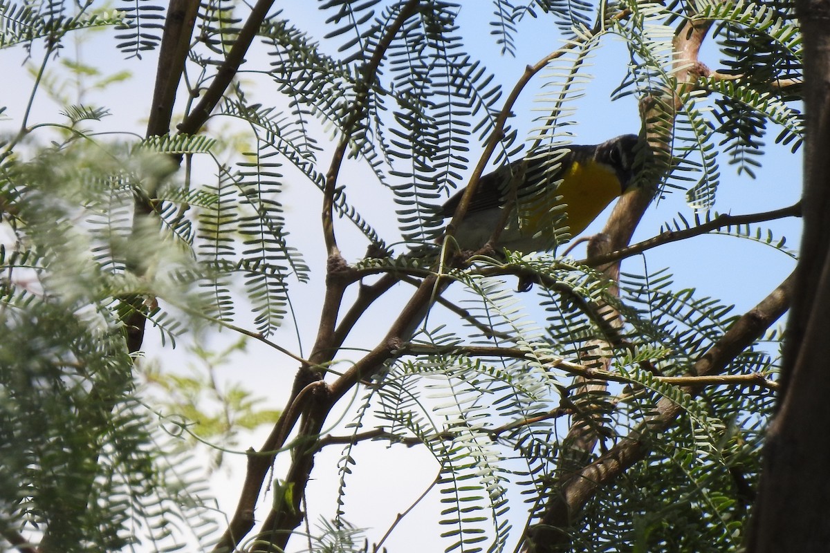 Yellow-breasted Chat - ML464656221