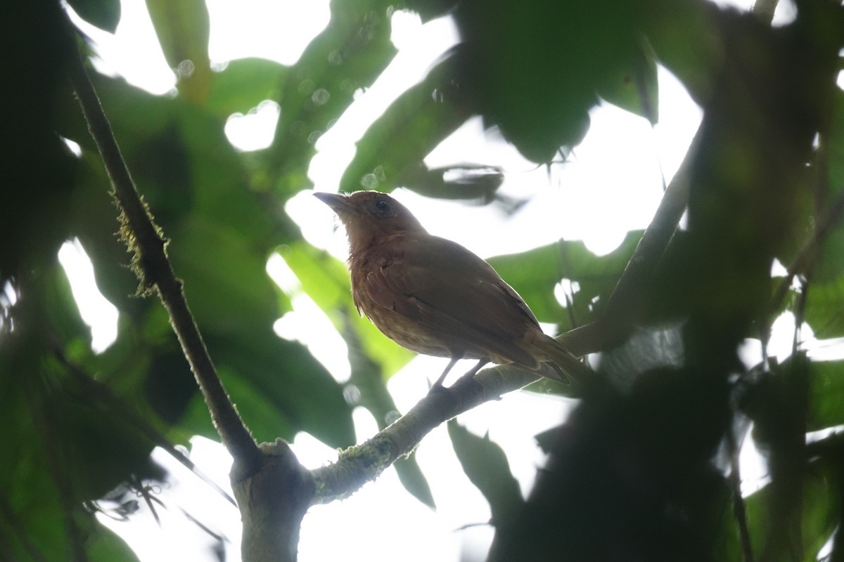 Rufous Piha - Daniel Pacheco Osorio