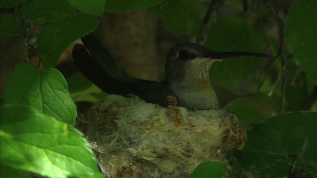 Kara Boğazlı Kolibri - ML464657