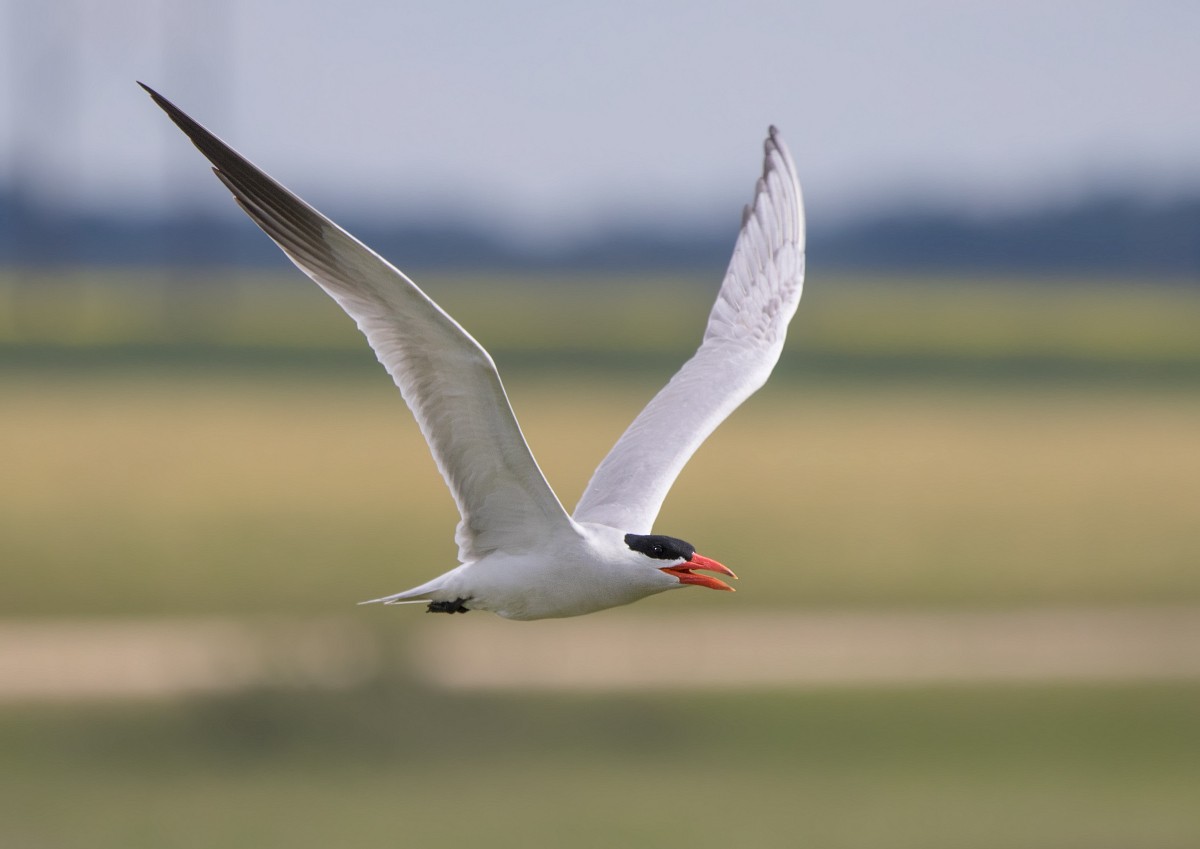 Caspian Tern - Nick Saunders