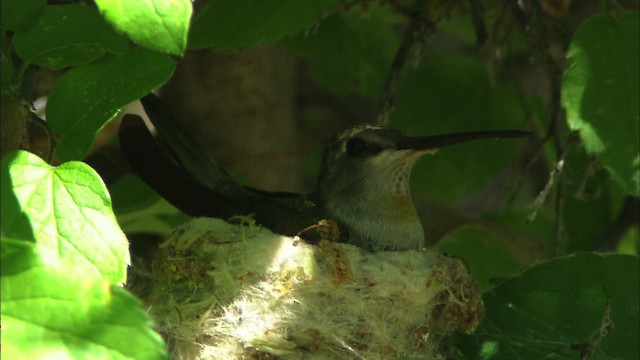 Kara Boğazlı Kolibri - ML464658