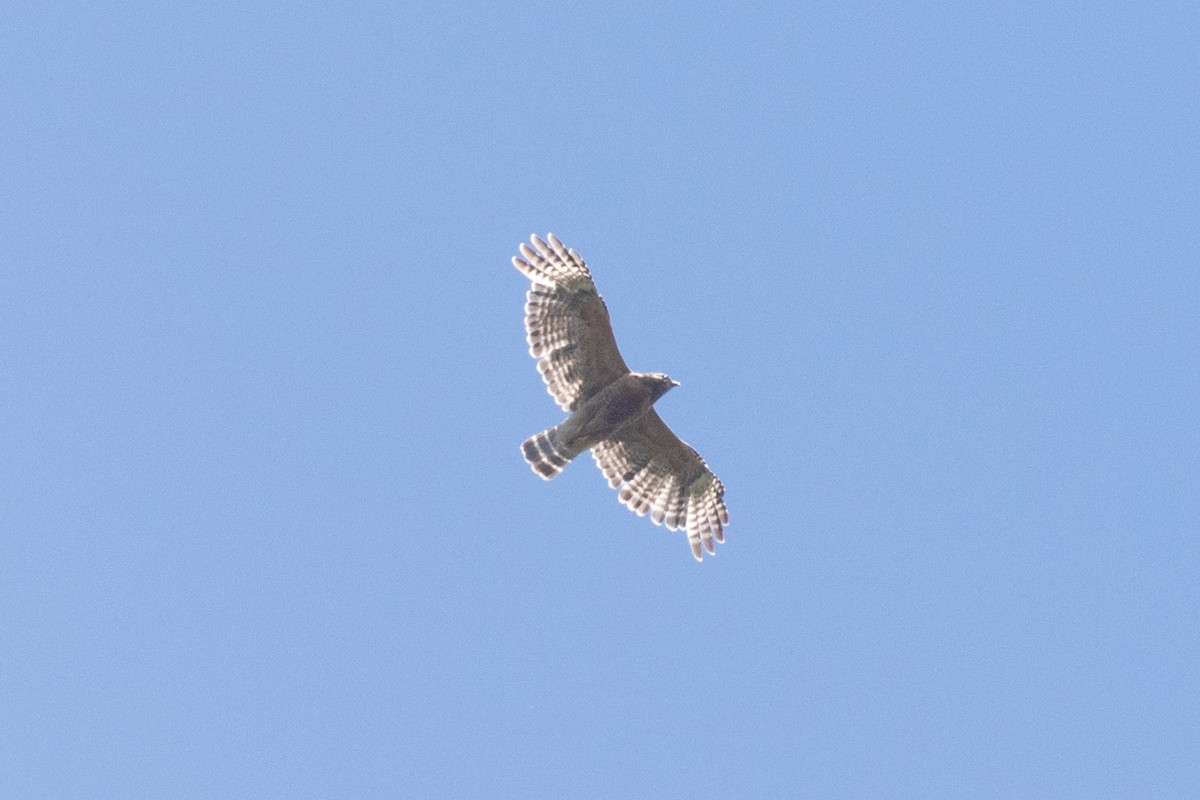 Red-shouldered Hawk - ML464658171