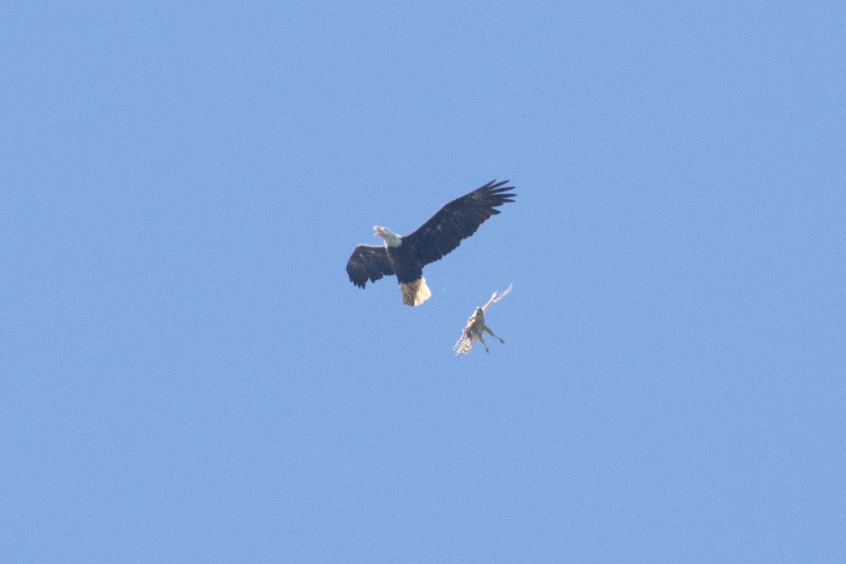 Bald Eagle - ML464658201