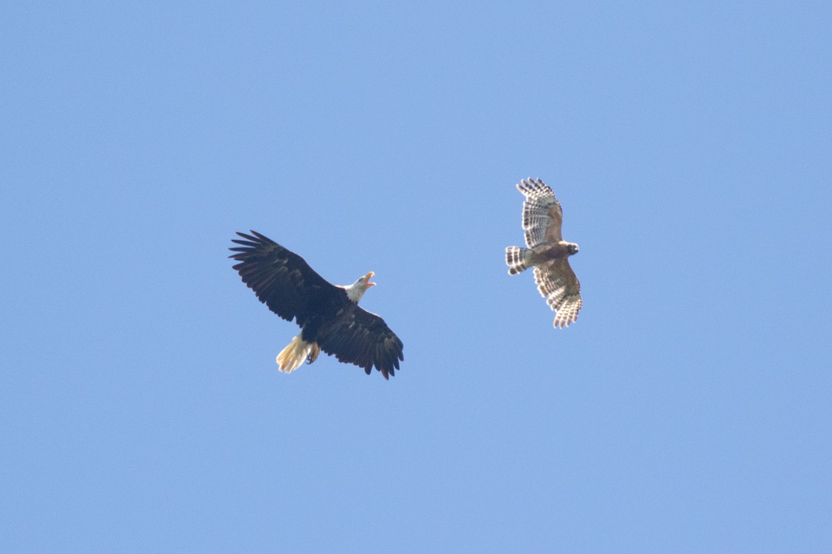 Bald Eagle - ML464658211