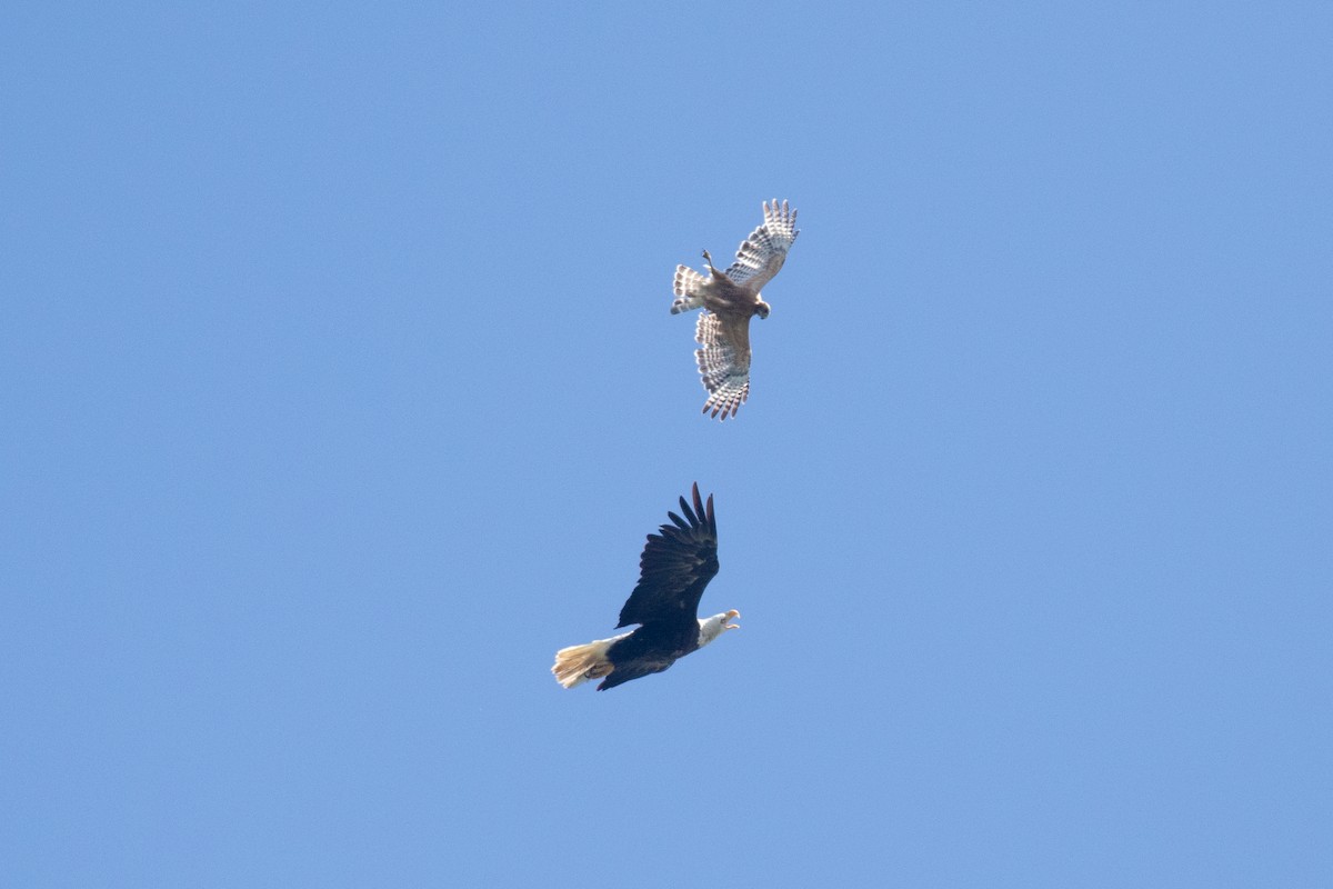 Bald Eagle - ML464658221