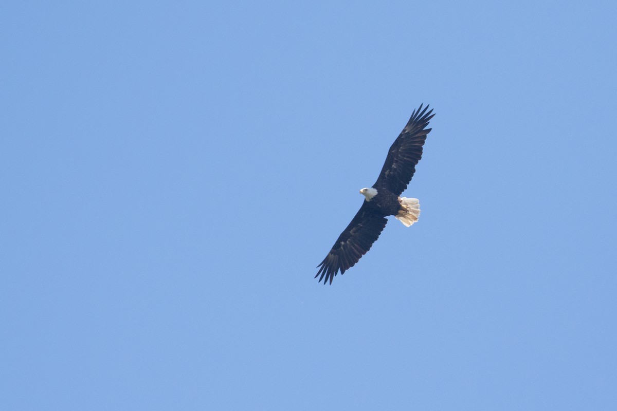 Bald Eagle - ML464658231
