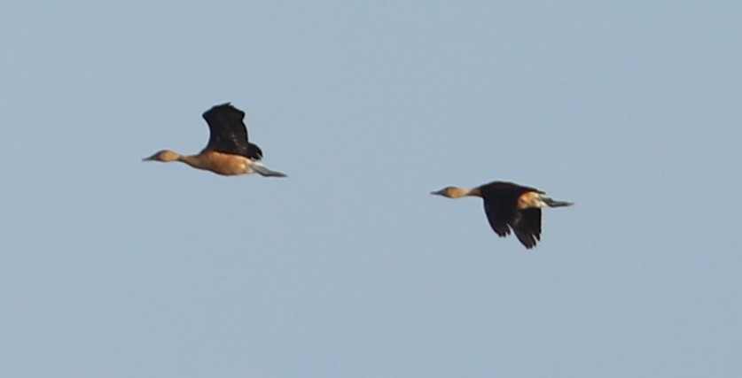 Fulvous Whistling-Duck - ML464658281