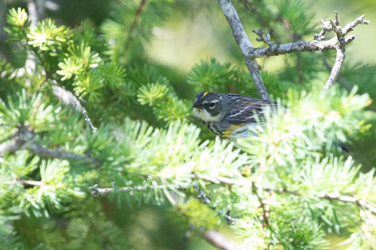 Yellow-rumped Warbler - ML464658331