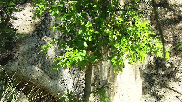 Kara Boğazlı Kolibri - ML464659