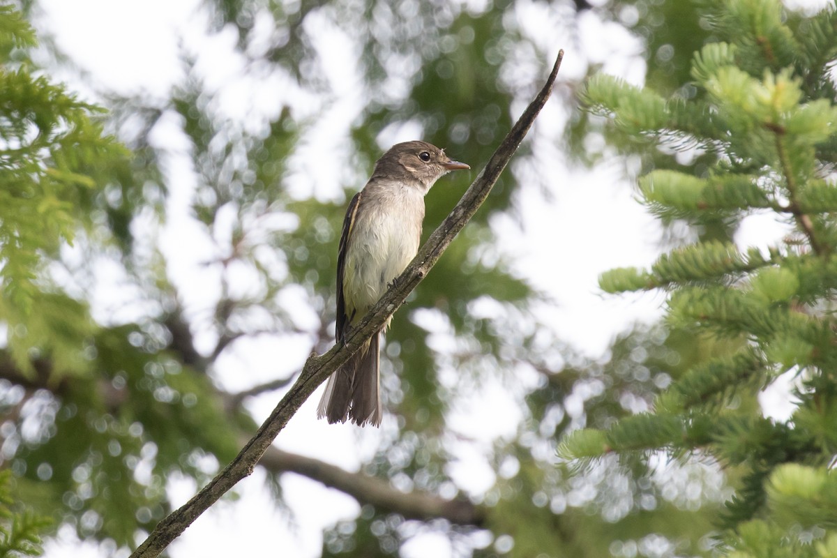 Alder Flycatcher - ML464659551