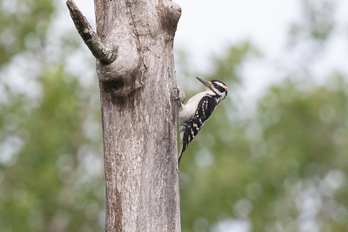 Hairy Woodpecker - ML464659581