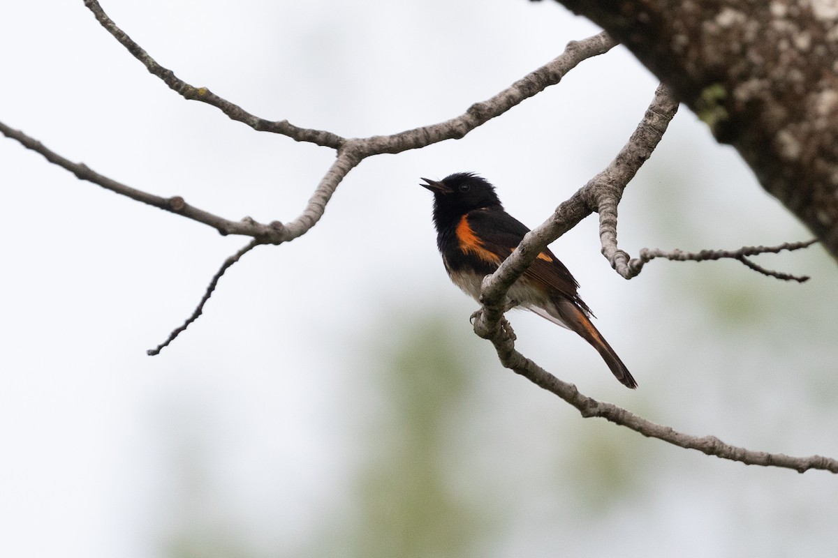 American Redstart - ML464659701