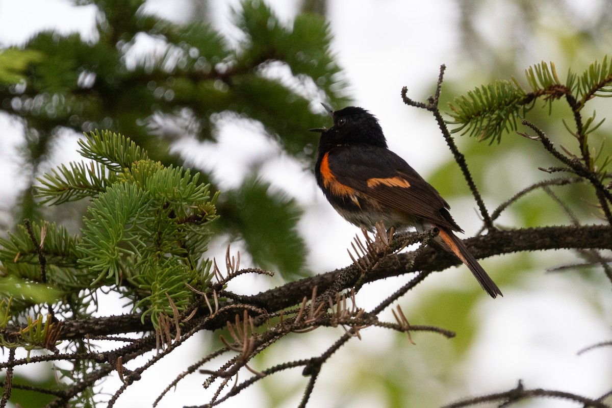 American Redstart - ML464659731