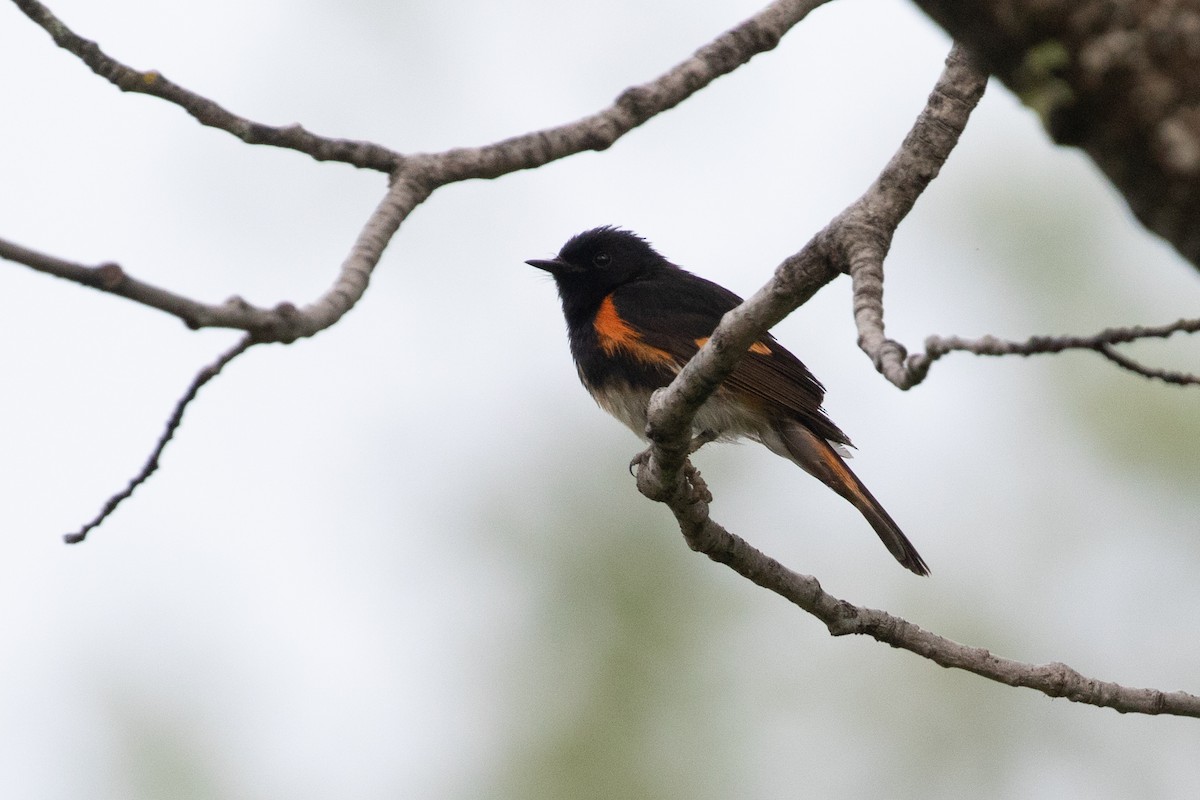 American Redstart - ML464659741