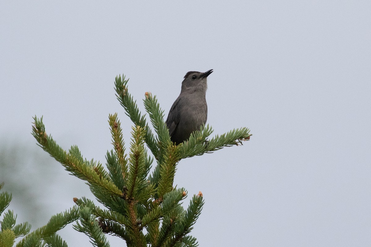 Gray Catbird - ML464659791
