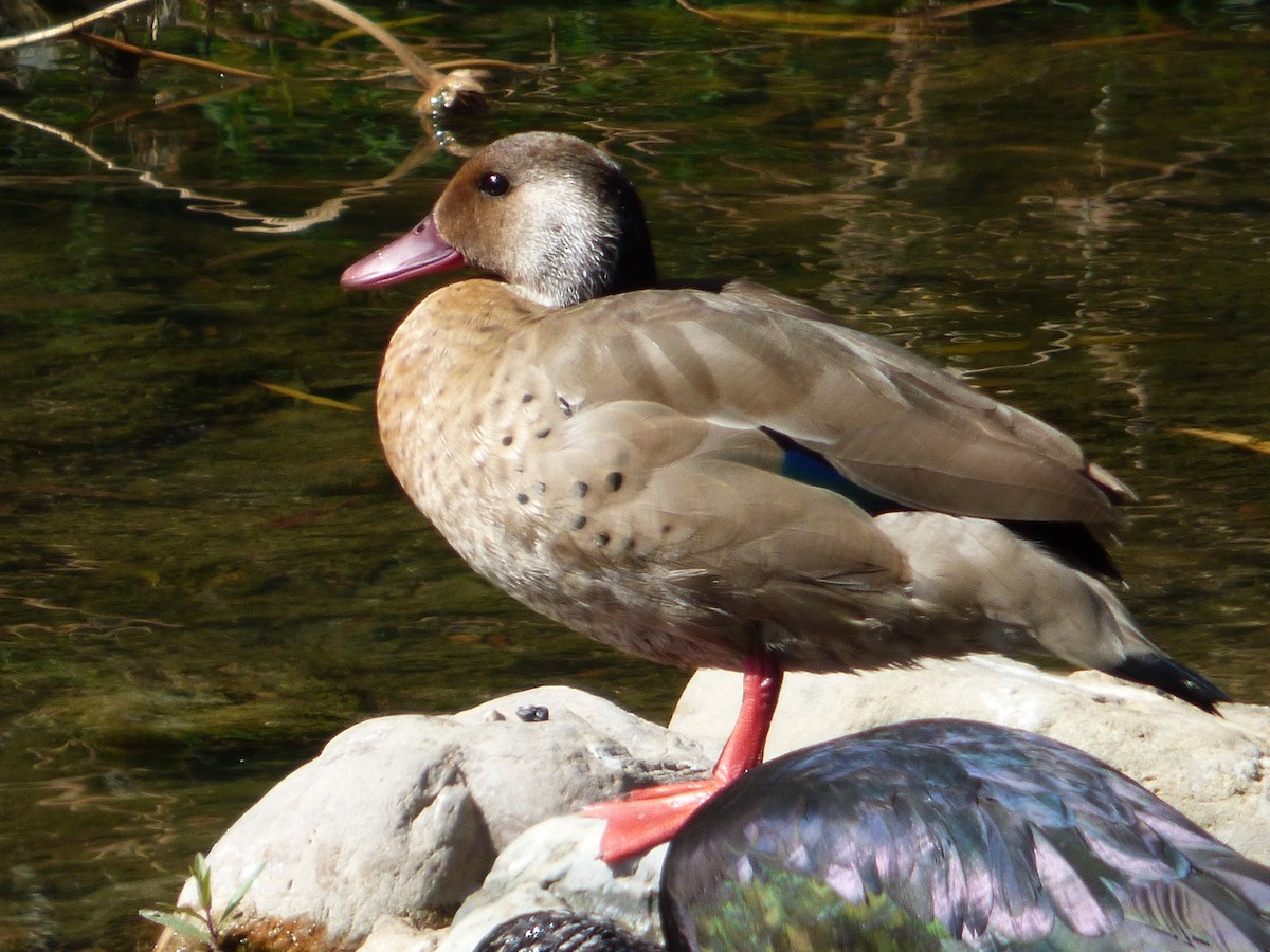 Brazilian Teal - Mateo  Tapia Vargas