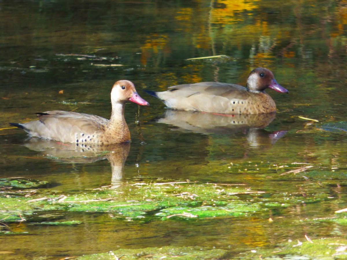 Brazilian Teal - Mateo  Tapia Vargas