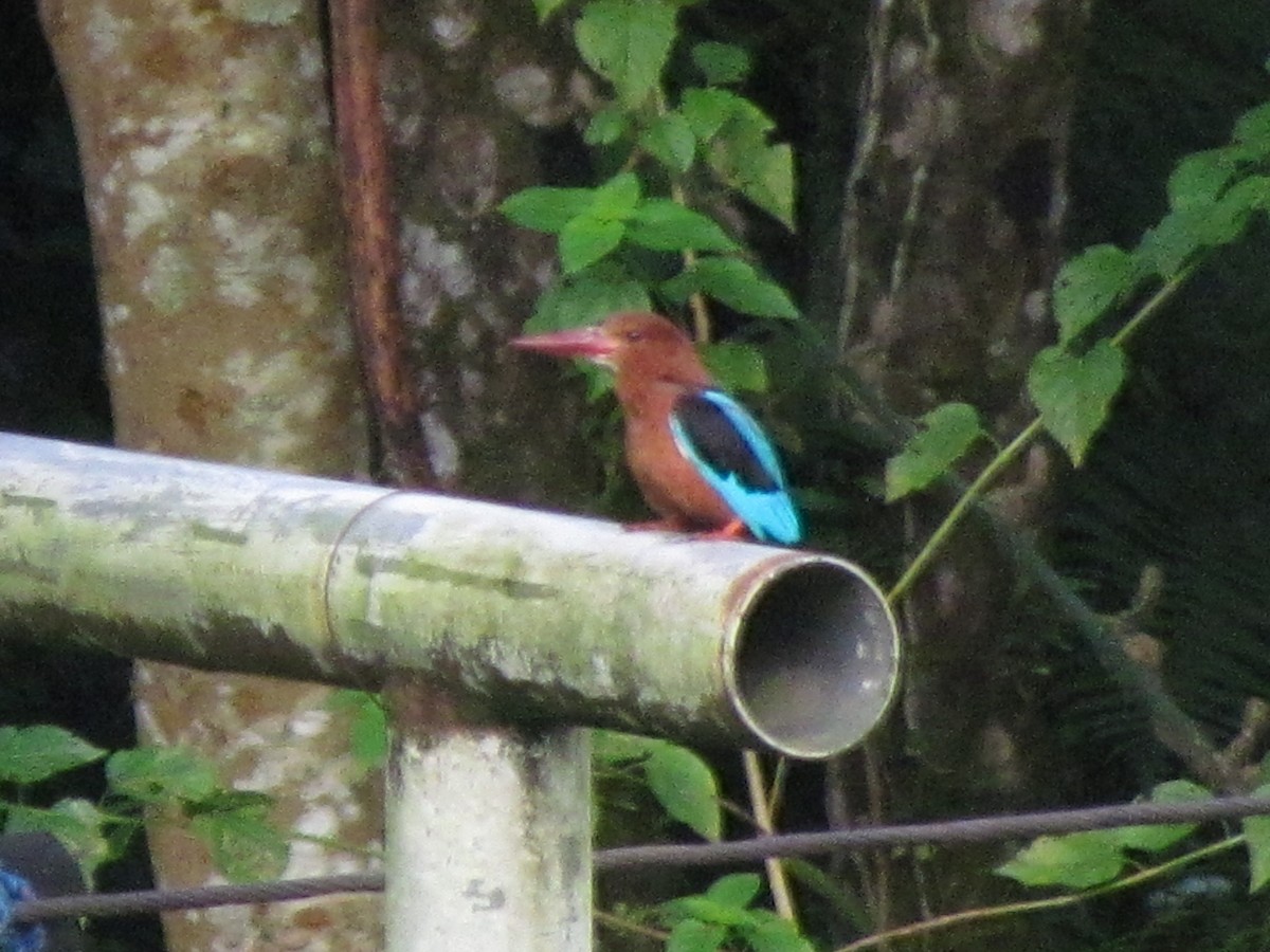 Brown-breasted Kingfisher - ML464660821