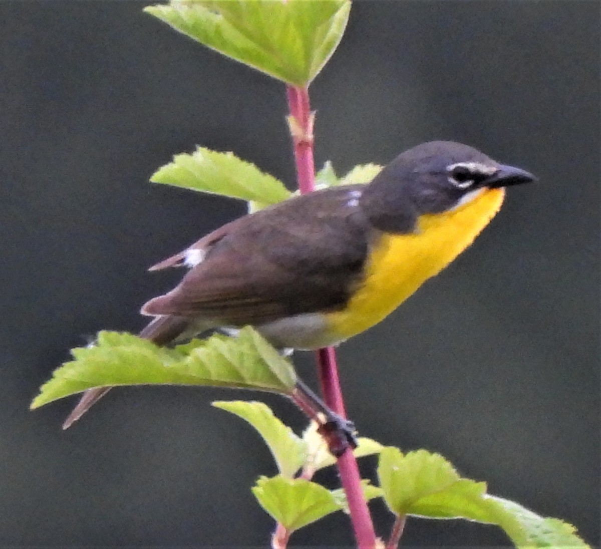 Yellow-breasted Chat - Rick Bennett