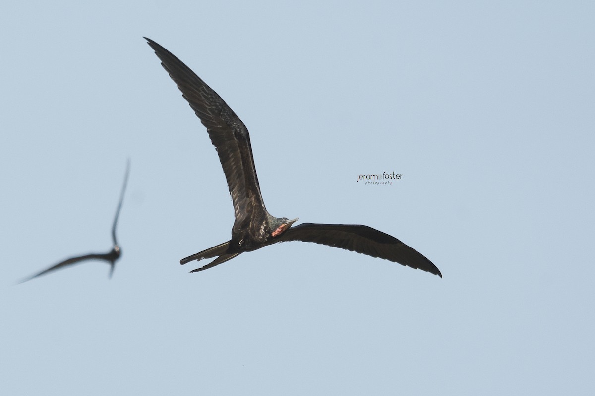 Magnificent Frigatebird - Jerome Foster