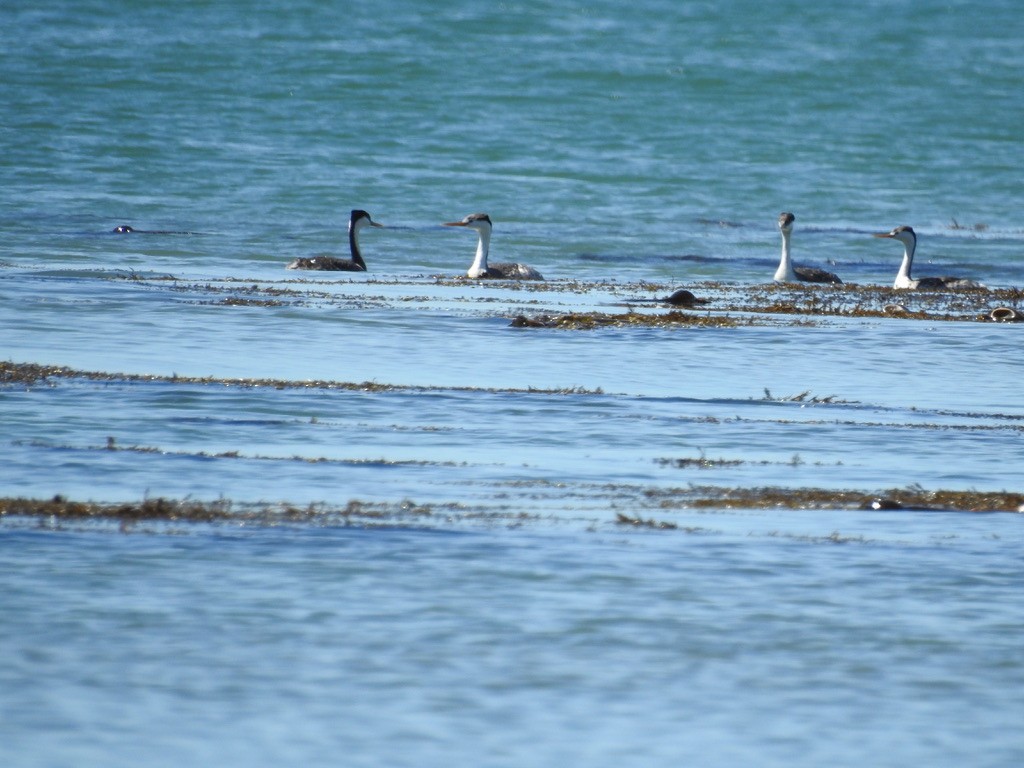 Clark's Grebe - ML464661571