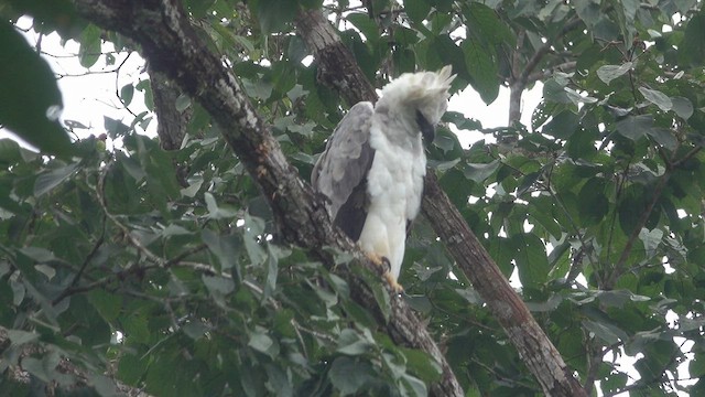 Harpy Eagle - ML464664051