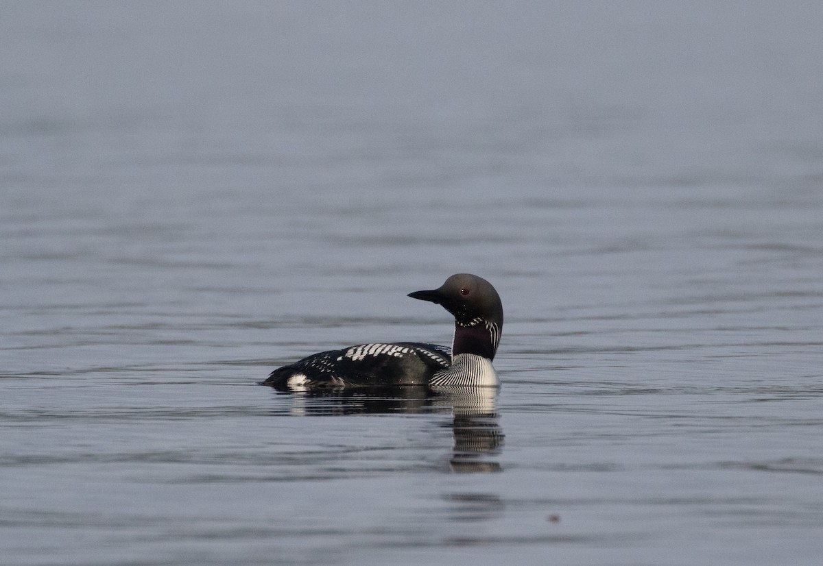 Arctic Loon - Ash Ferlito