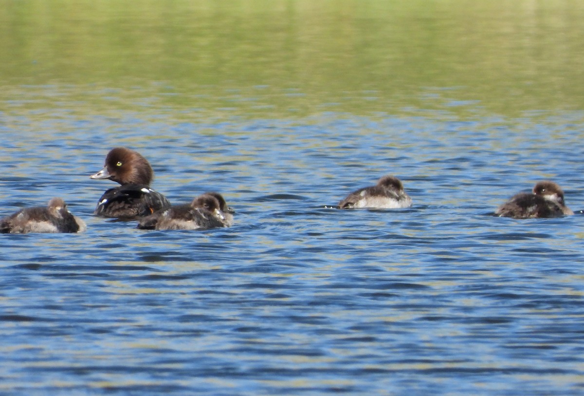 Barrow's Goldeneye - ML464664611
