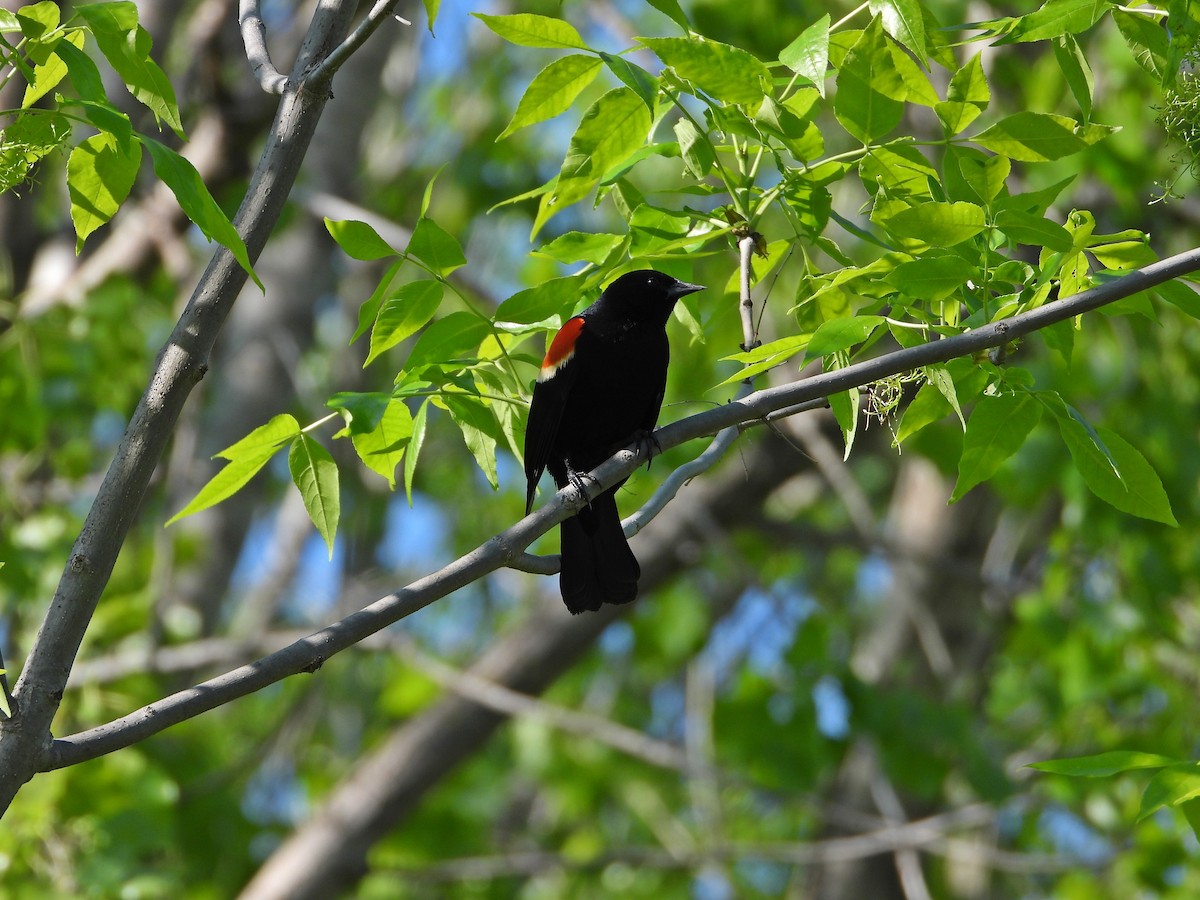 Red-winged Blackbird - ML464664731