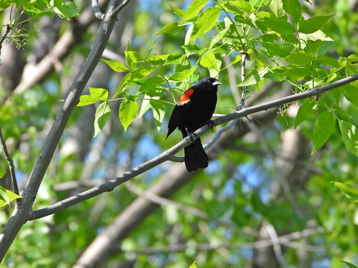 Red-winged Blackbird - ML464664741