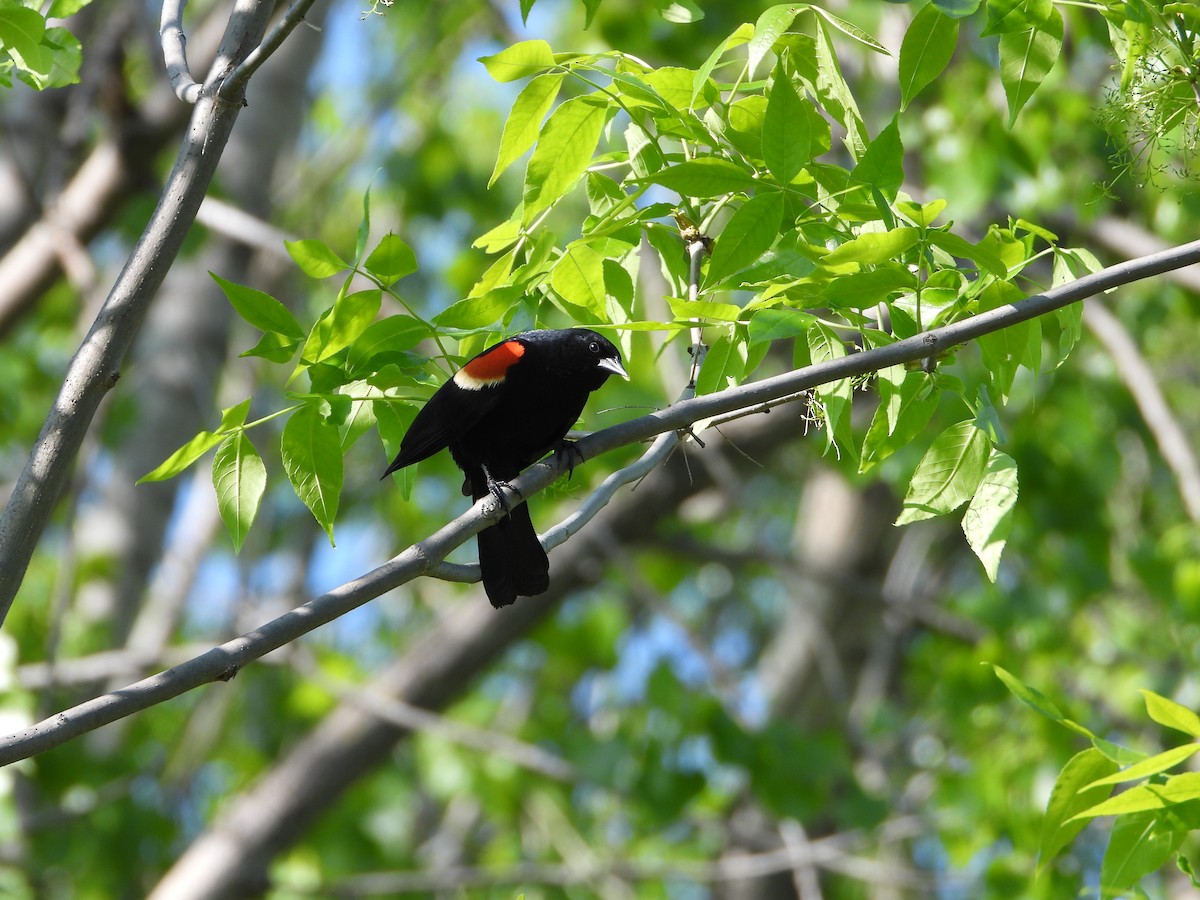 Red-winged Blackbird - ML464664751