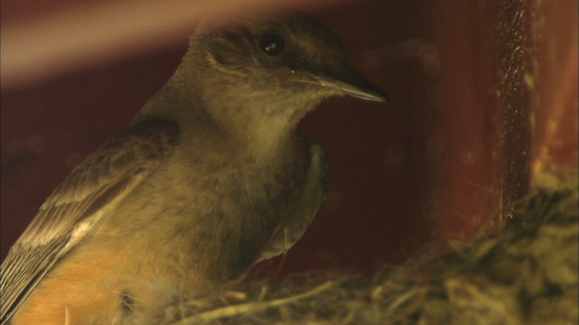 Say's Phoebe - ML464667