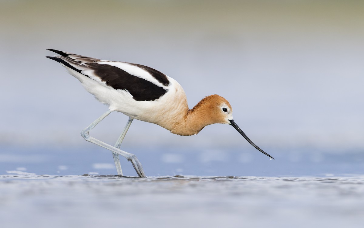 American Avocet - ML464667121