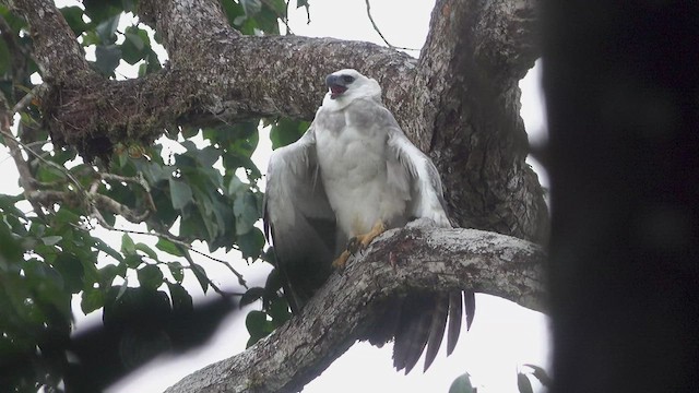 Harpy Eagle - ML464667441