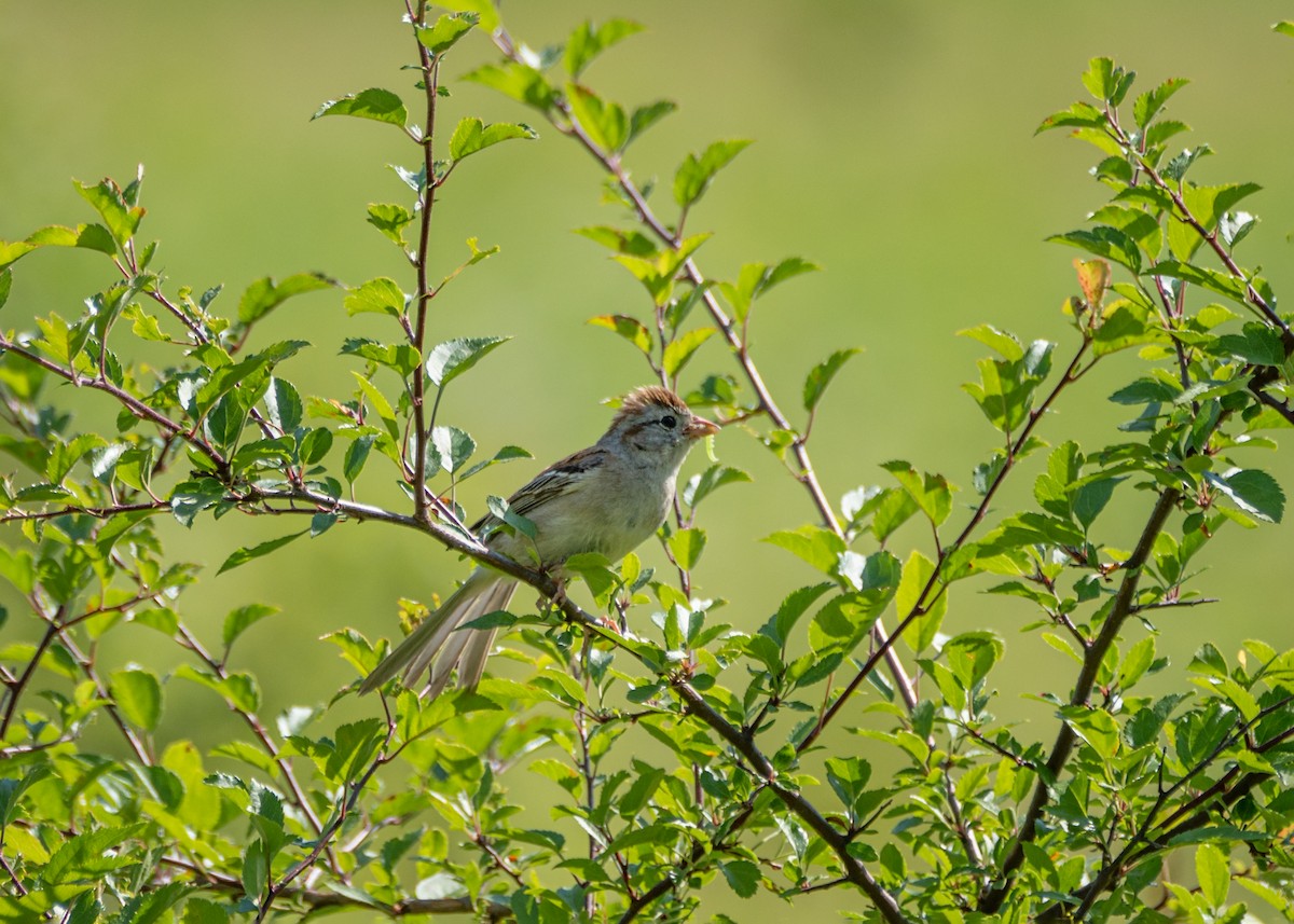 Field Sparrow - ML464668321