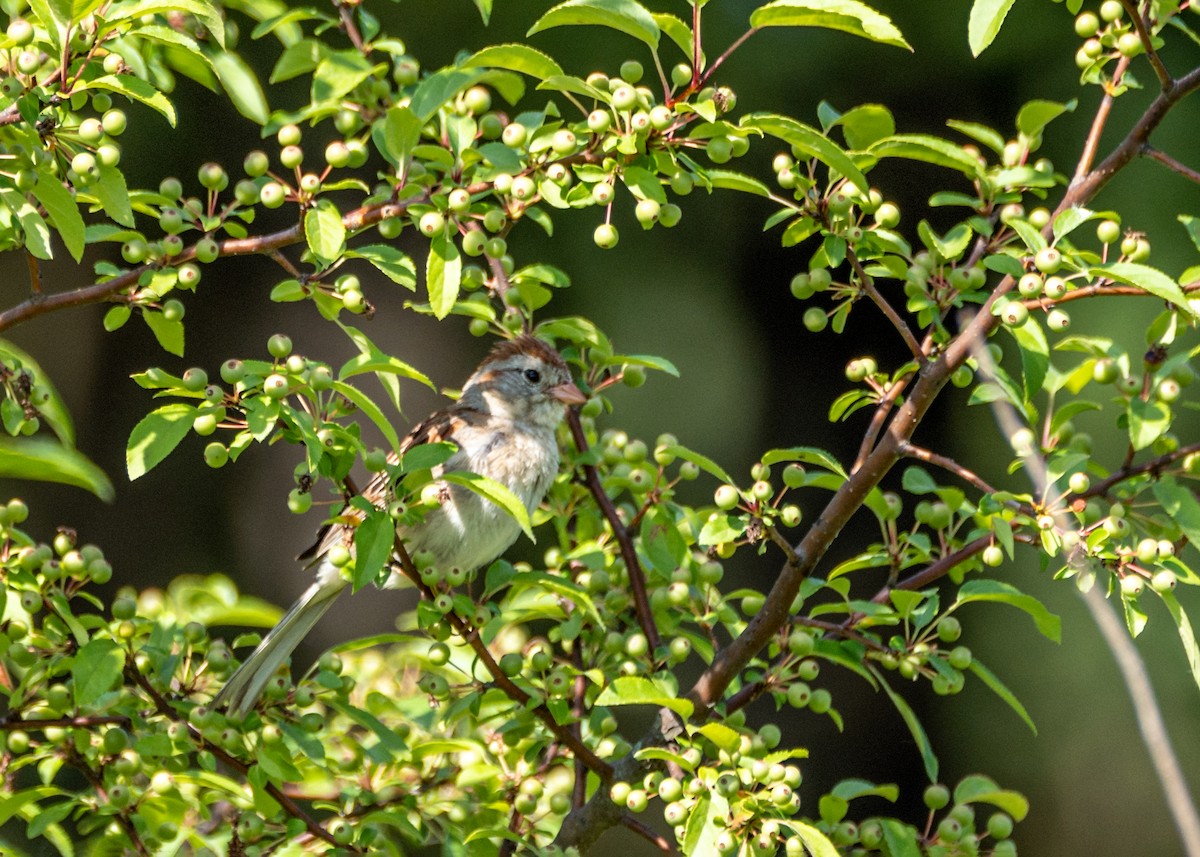 Field Sparrow - Dori Eldridge