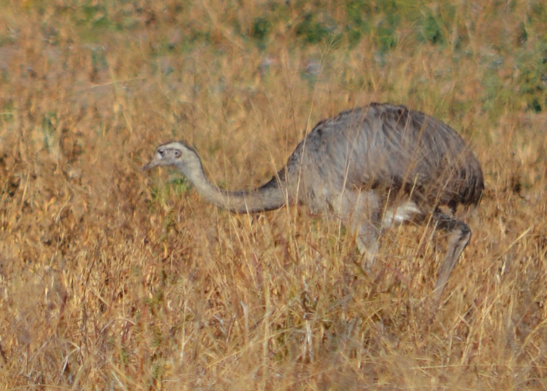 Greater Rhea - ML464669201