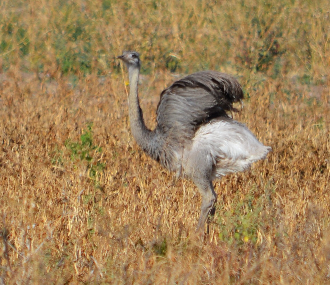 Greater Rhea - ML464669241