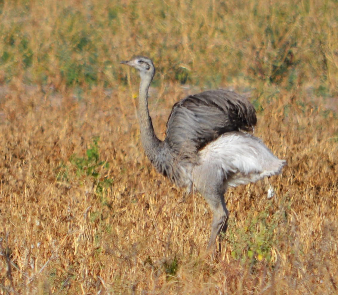 Greater Rhea - ML464669251