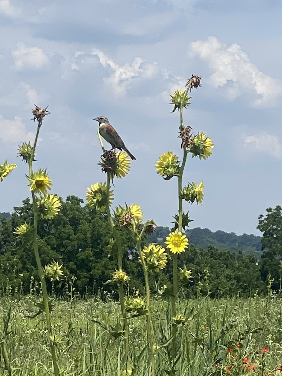 Dickcissel - ML464669861