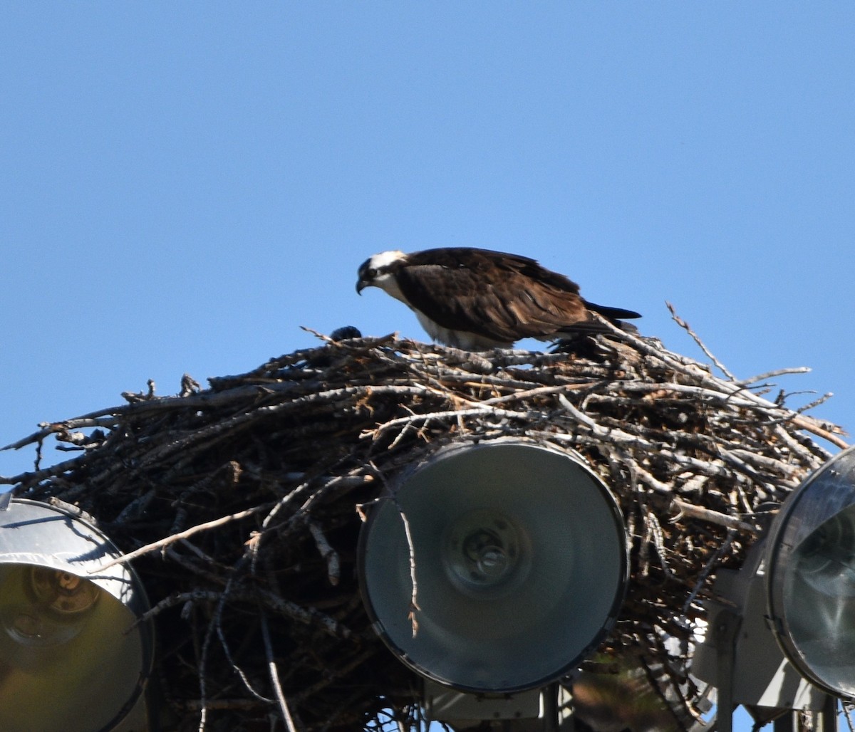 Osprey - Peter Olsoy