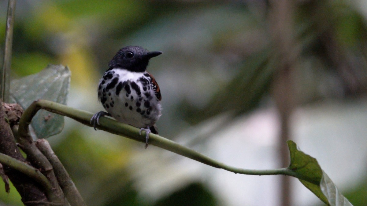 Spotted Antbird - Daniel Pacheco Osorio