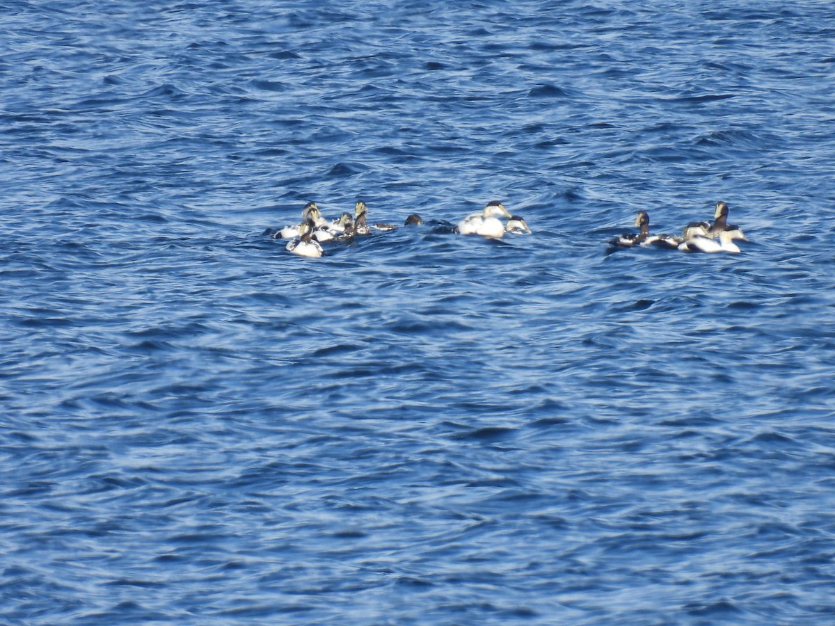 Common Eider - ML464671781