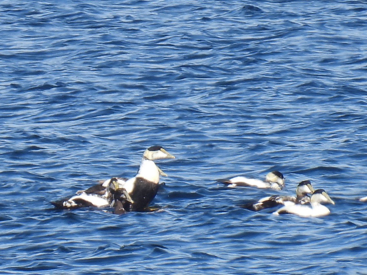 Common Eider - ML464671801