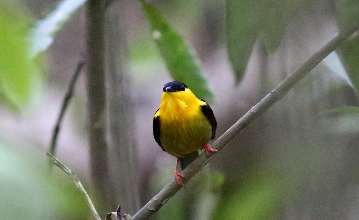 Golden-collared Manakin - Rohan van Twest