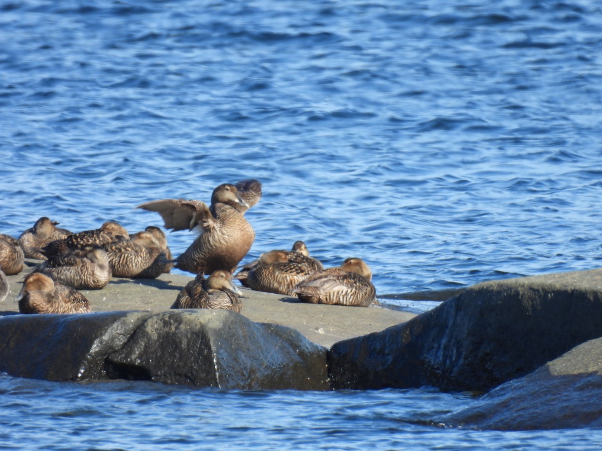 Common Eider - ML464671811