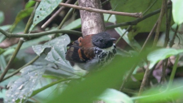 Spotted Antbird - ML464672771