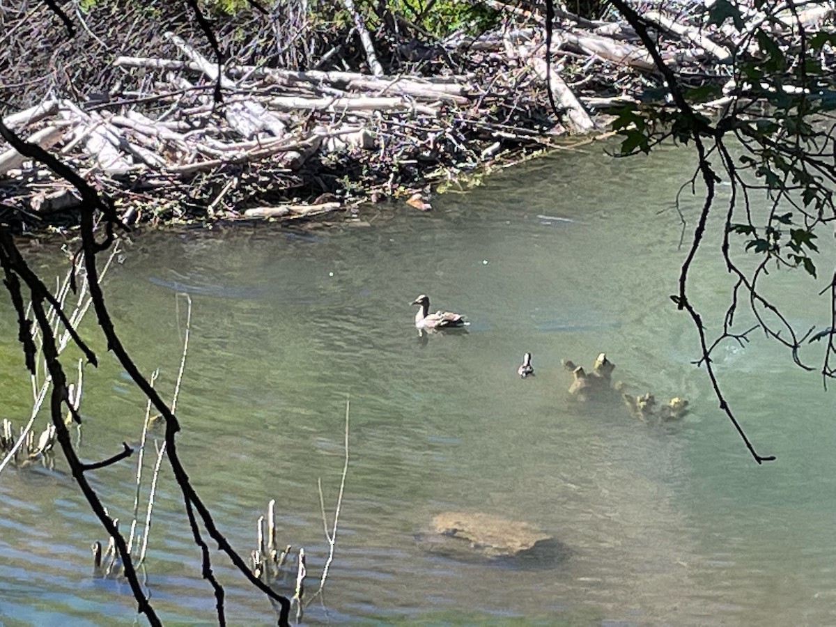 stokkand - ML464672931