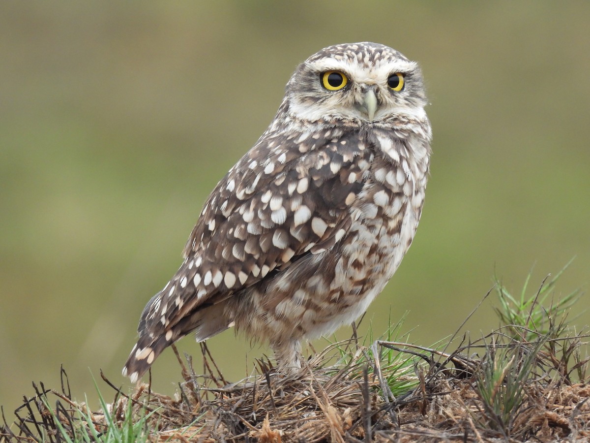 Burrowing Owl - Jorge Alcalá